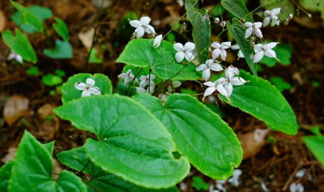 林下一種野草,開出小白花,少兒當盆栽養,不知是本草