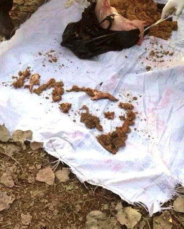 最离奇的死法:被自己的宠物杀害吃掉,细数你身边常见的杀人宠物