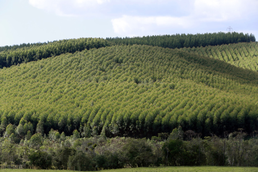 到底是谁把桉树引进到中国慈禧太后吗吴宗濂吗还是
