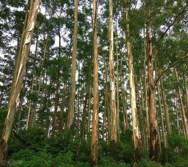 到底是谁把桉树引进到中国慈禧太后吗吴宗濂吗还是