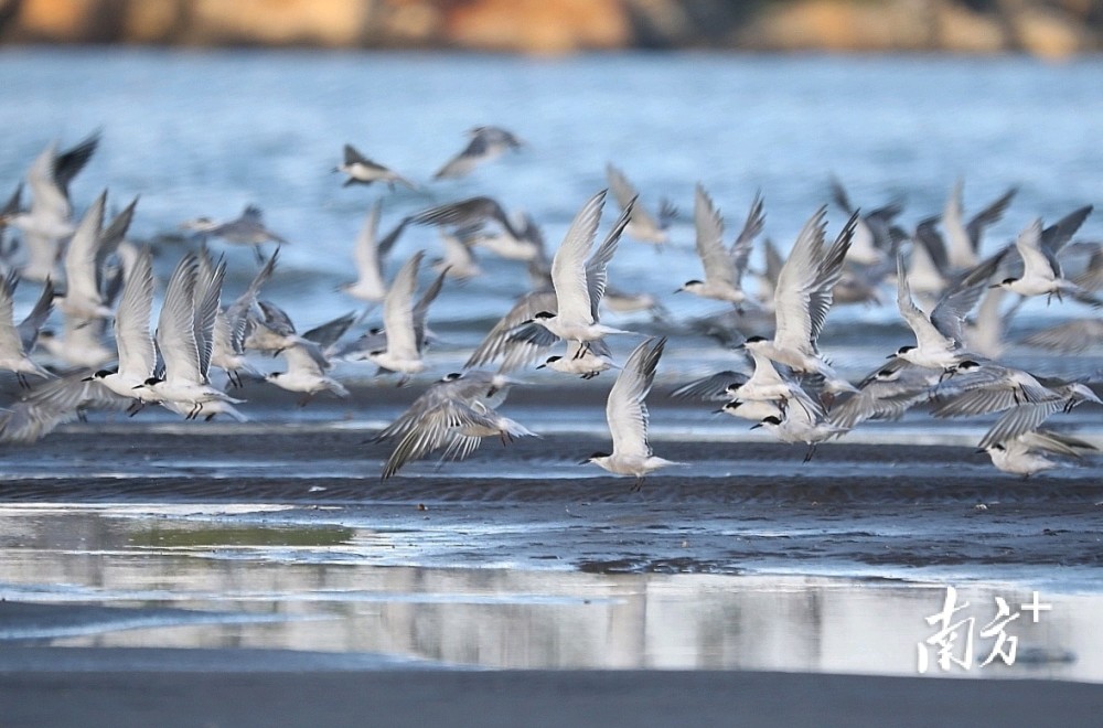 震撼海鸥南迁又到珠海了