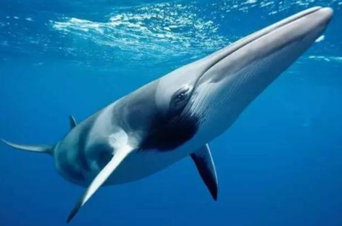 小须鲸那么,为什么照片上这具骨骼的头骨会有两只角呢?