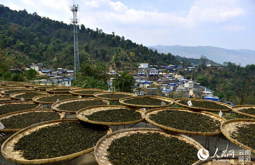 云南勐海寻觅散落千年的古茶群落