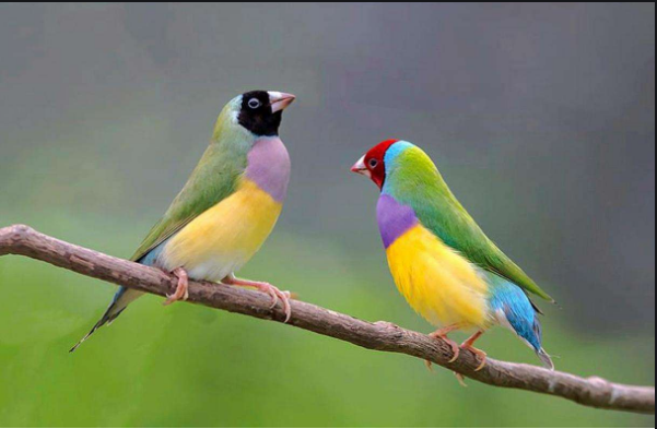 生日看你是哪种鸟