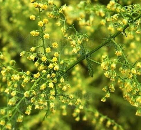 猪毛蒿别名:茵陈蒿,阿荣,滨蒿多年生草本,高10—50cm.