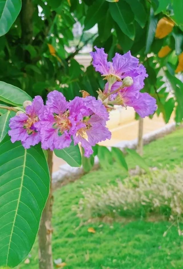 秋枫树,黄花风铃木,紫薇树……岸边种着各式各样的花草植物,美景写意