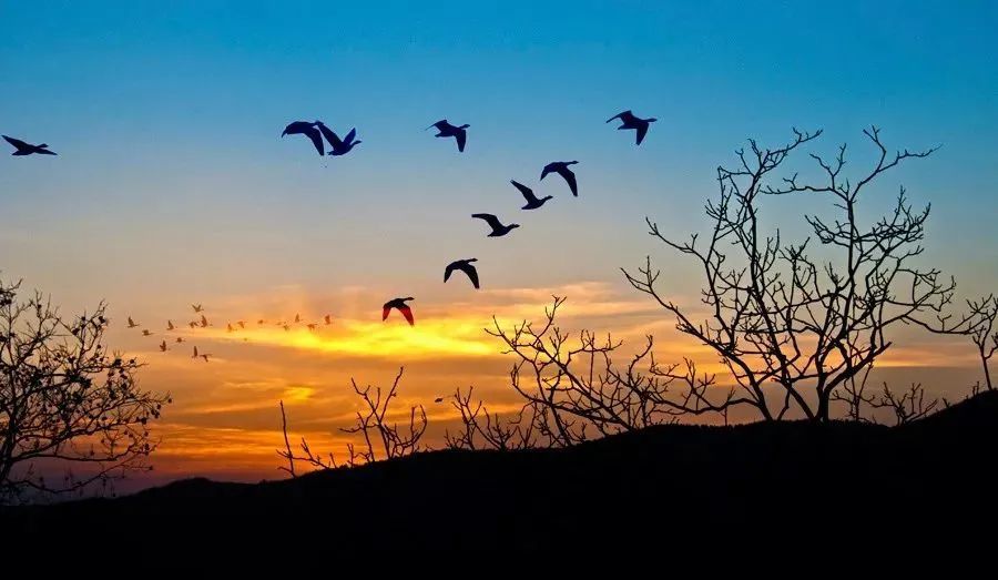 买山无计不由己且把斜阳作晚餐杨鑫诗选