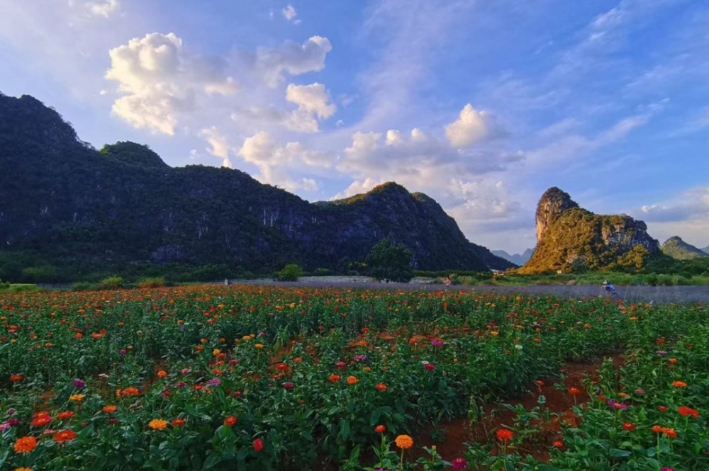 好惊艳桂林这片花海让人看了想恋爱