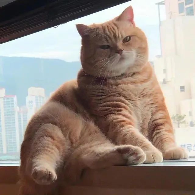 头像|可爱胖橘猫头像 睡猫头像