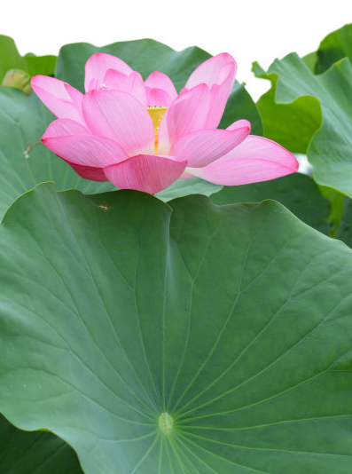 9月9日开始 4属相运势上涨 钱财滚滚 事业爱情两丰收 腾讯新闻