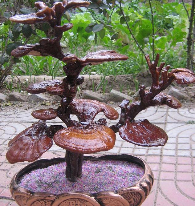 退休大爷投资三四十万元研究灵芝盆景,8个月让芝农收入20万元!