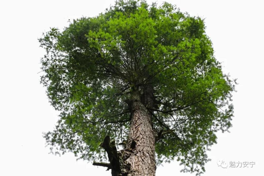 这样稀有珍贵的黄杉树,在昆明安宁,却从上个世纪80年代到现在,由400多