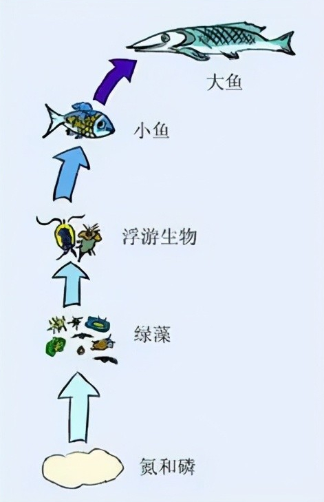 鱼的生长过程 示意图图片