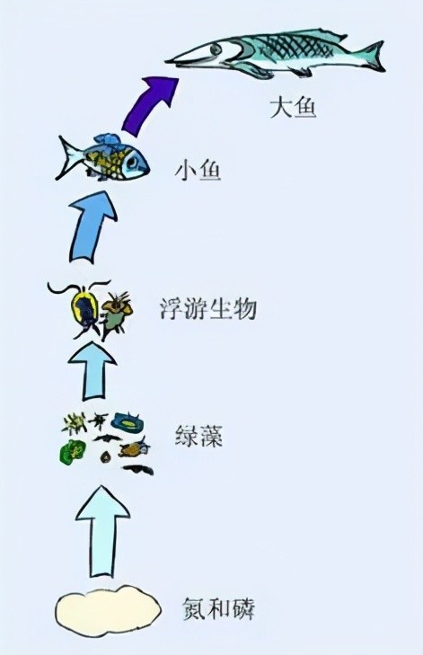 但是禁渔后的水体既然能够为鱼类提供优渥的生长环境,水生生物也就不
