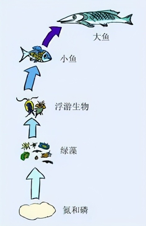 水生动物食物链图片