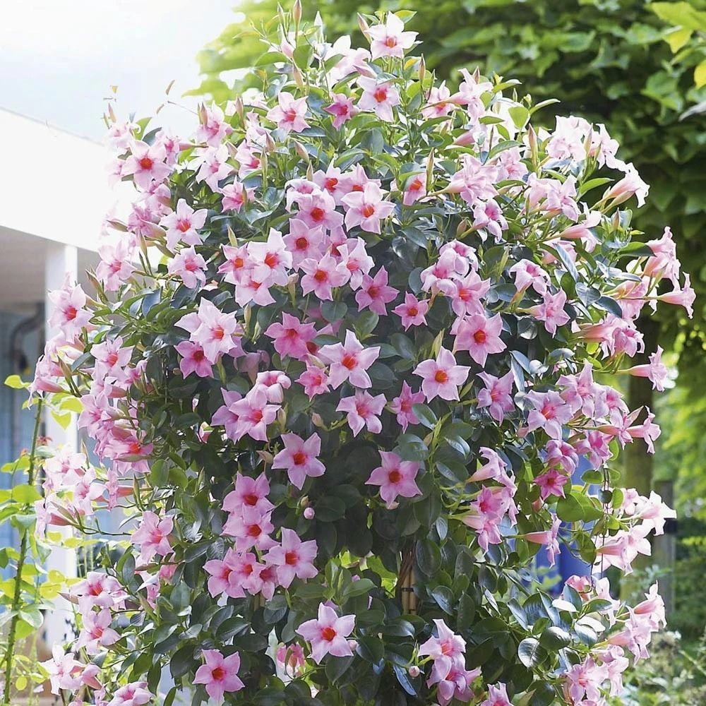 飘香藤观赏品种大全除了红蝉花还有花朵更艳丽的品种