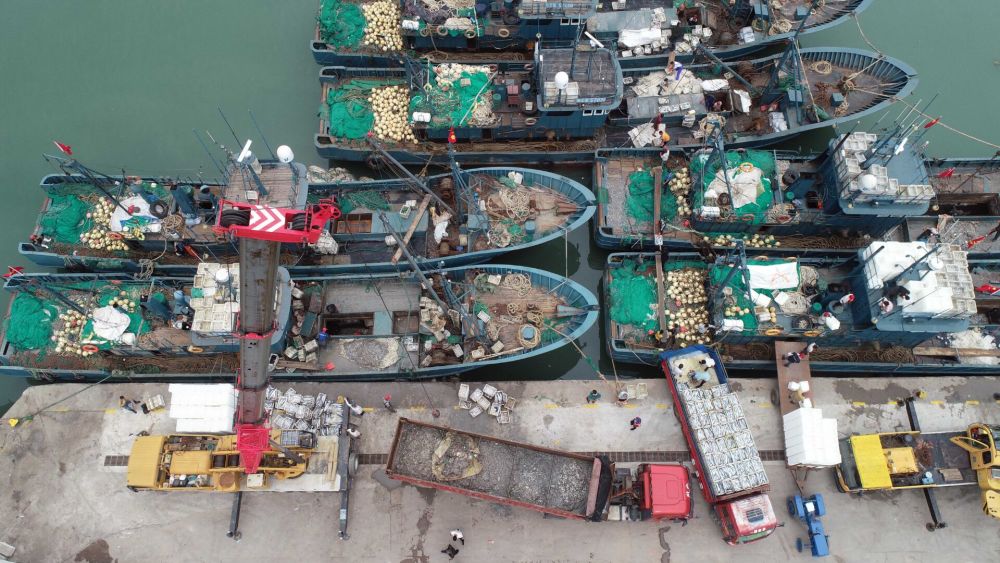 組圖鮁魚帶魚和鯷魚開海歸來魚滿艙