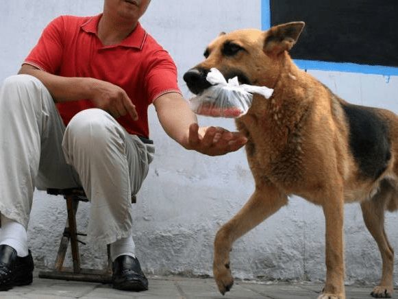 狗狗帮主人买水果,临走前不忘顺一个:送我一个,下次还来!
