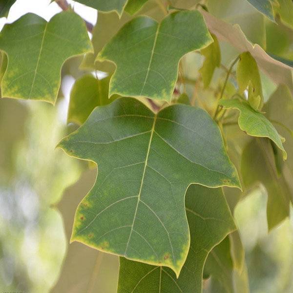 一叶知秋梧桐树下多彩叶