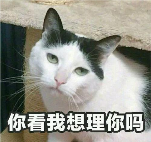 铲屎官可以有多沙雕?猫咪:为了这个家,我容易吗!