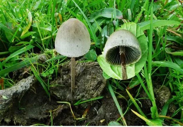 云南毒蘑菇种类图片