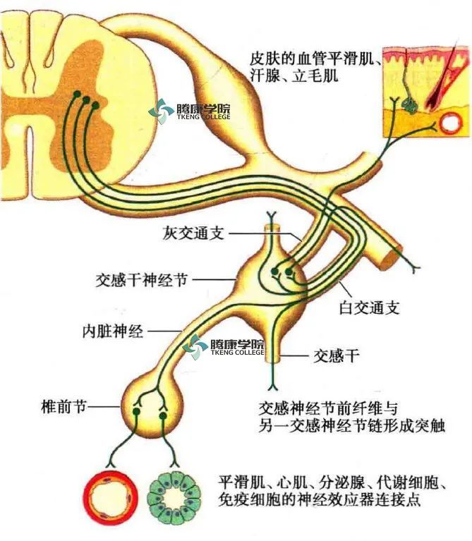 交感神经系统作为自主神经系统的一部分,它的突触前纤维通过前根出