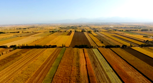 确保粮食安全加强耕地保护新湖农场是这样做的