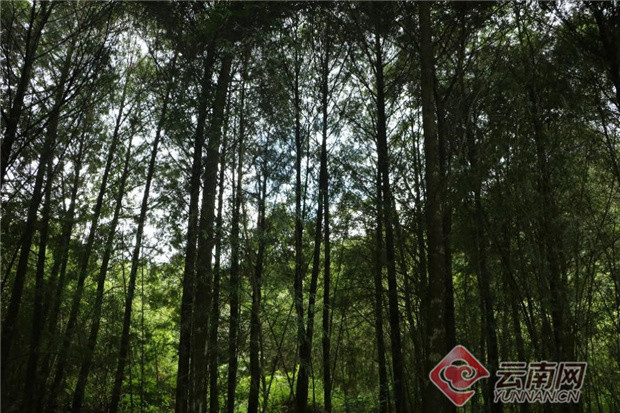 文山州砚山县发现国家保护植物翠柏种群_腾讯新闻
