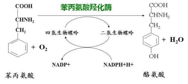 四氫生物碟呤(bh4)缺乏導致的血苯丙氨酸濃度升高的一組氨基酸代謝病