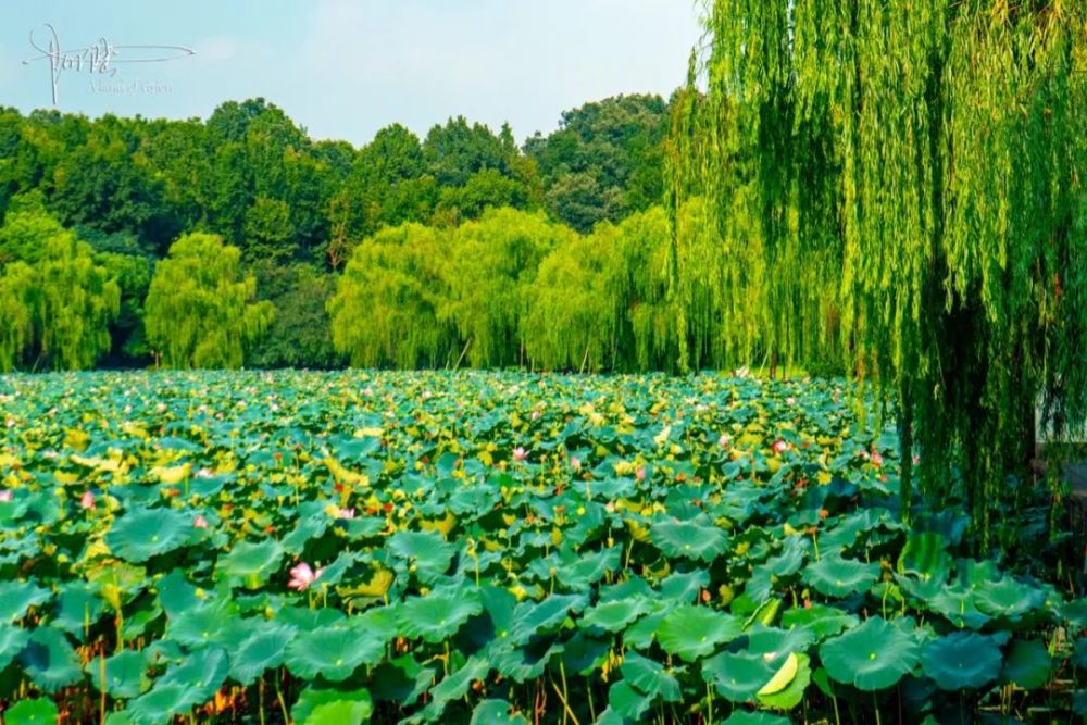 秋意渐起,杭州西泠桥下的荷花池却依然如故,一副碧浪泱泱的模样