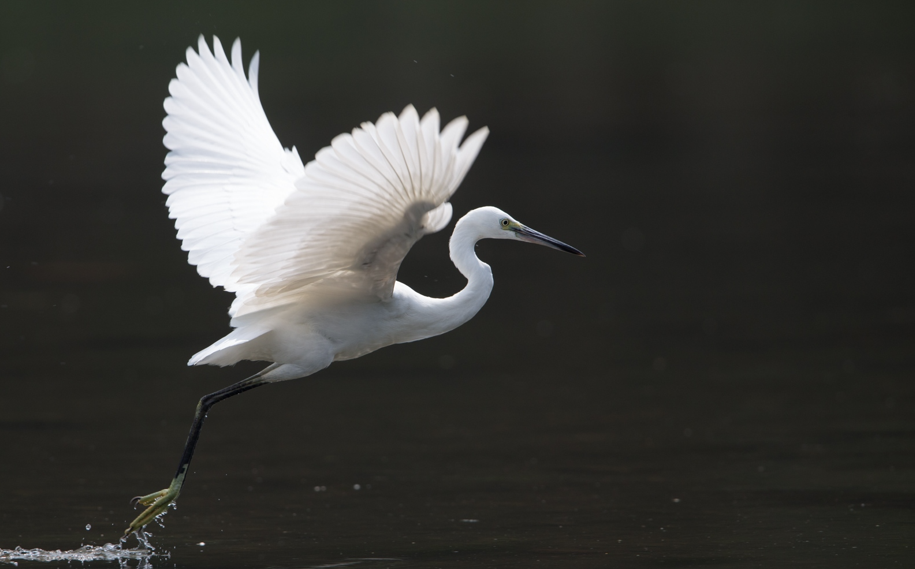 【图片】长清北边玉符河中的黑嘴白鹭,惊艳!
