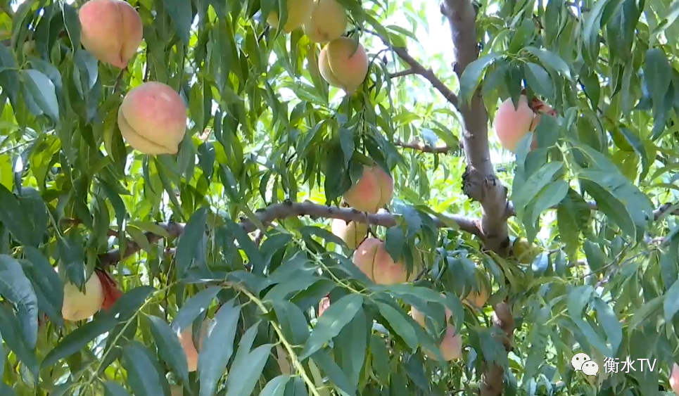 深州市举办蜜桃采摘节系列活动