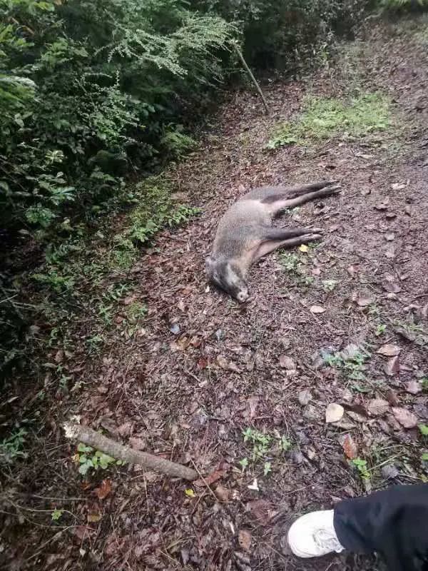 电捕野猪,诱捕画眉!甘洛警方重拳打击非法狩猎