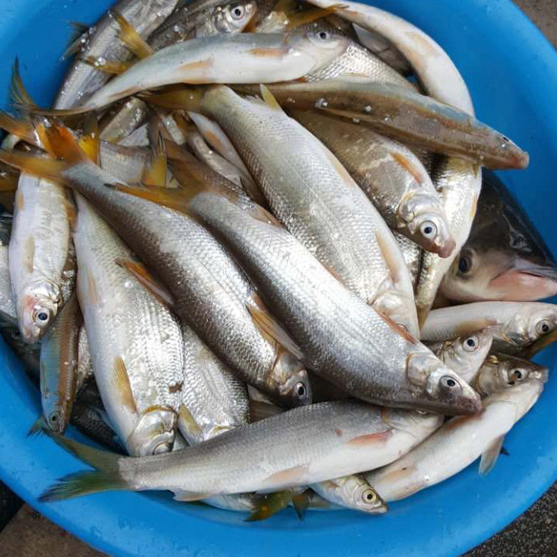 资助项目:鲴鱼的生物学习性与繁育技术