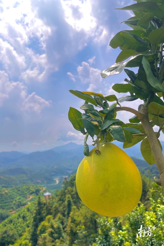 广州碧桂园蜜柚图片