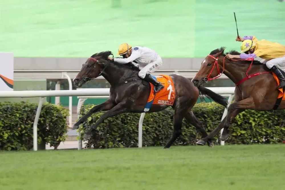 香港新马季明日开锣 14战连胜香港马王 金枪六十 或远征日本 全网搜