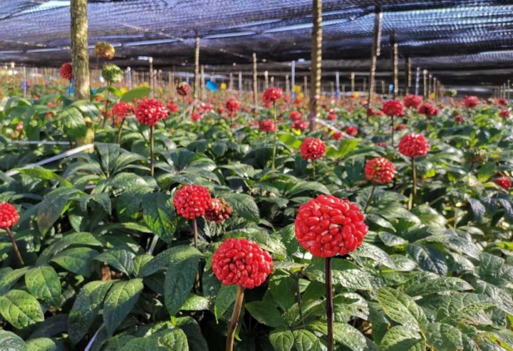 接下来阿野就仔细给大家分享一下,三七这种植物的价值珍贵之处以及他