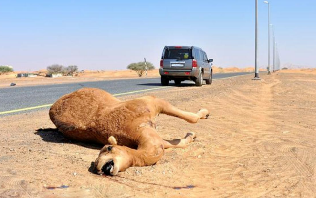 知名演员于月仙乘车撞上骆驼身亡，真的是全景天窗的锅吗？春晓研学作文