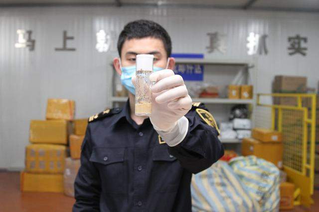 来自美国的包裹:青岛海关查获7000多只黑腹果蝇,到底有多可怕?