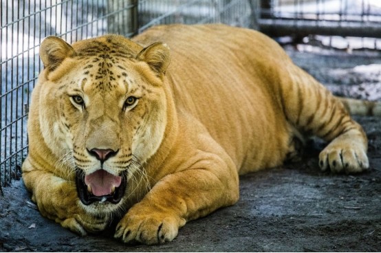 美国一狮虎兽重达408公斤,刷新了世界纪录,它为何能长这么大?