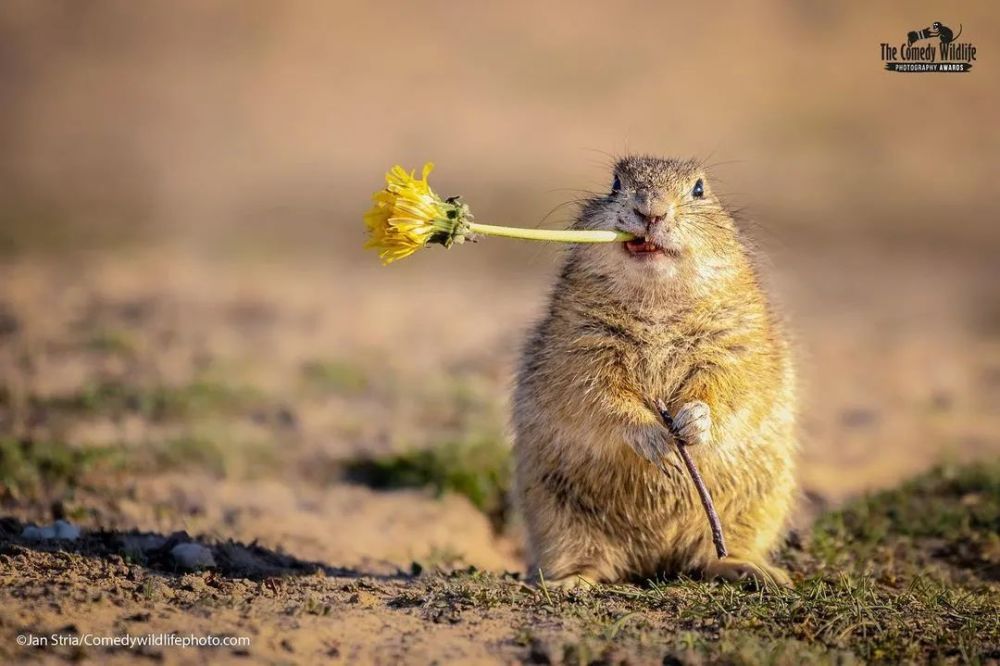 2021搞笑野生动物摄影奖来了!看看年度戏精是谁?_腾讯新闻