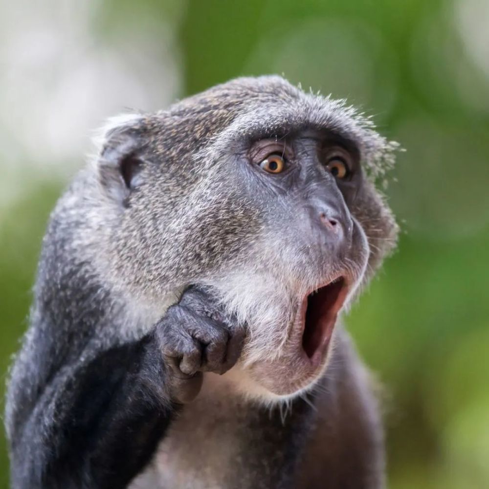 2021搞笑野生动物摄影奖来了看看年度戏精是谁