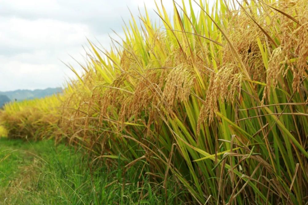 刷新我州这项记录!黔南一地坝区水稻高产示范田测产结果出炉_腾讯新闻
