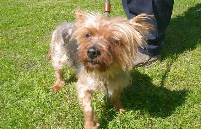 狗狗毛发粗糙又暗淡,如何恢复亮泽?