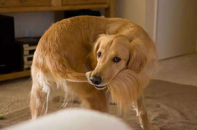 狗狗总是咬自己的尾巴,到底有什么含义?