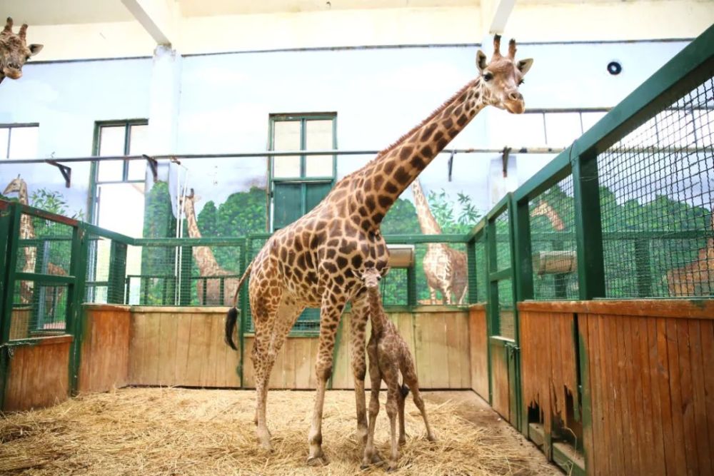 东营动物园再传喜讯,长颈鹿宝宝诞生了!