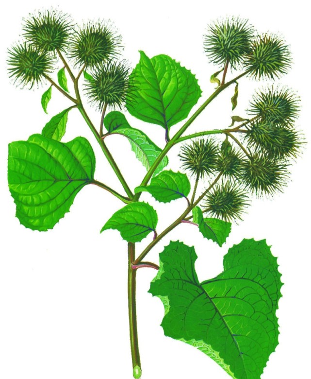 传说这个牛蒡草被牛吃了以后,耕地干活更有劲了,后来牛的主人发现这事