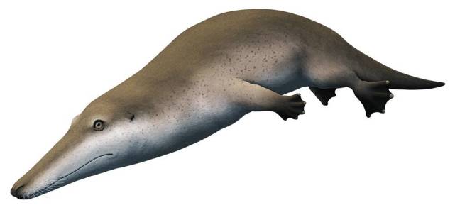 古鲸顺势向近海扩张.