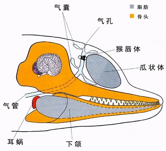 海豚声呐示意图图片