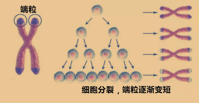 男人怎么延迟（男人延迟最有效的方法）-85模板网